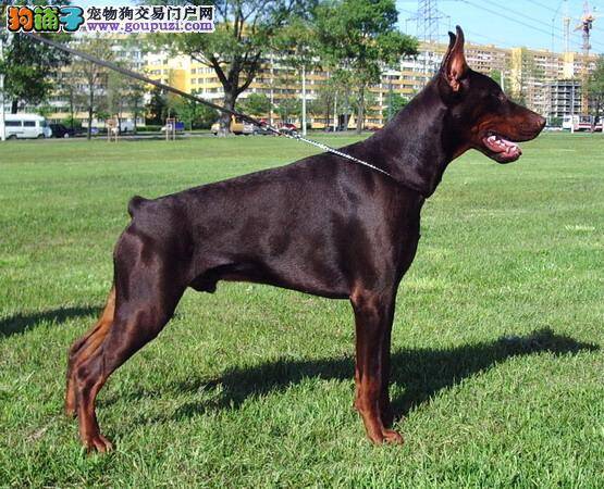 十几天的杜宾犬拉稀怎么办