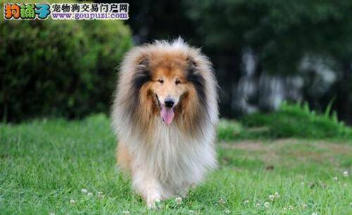 苏格兰牧羊犬的攻击性与主人的性别有哪些关联