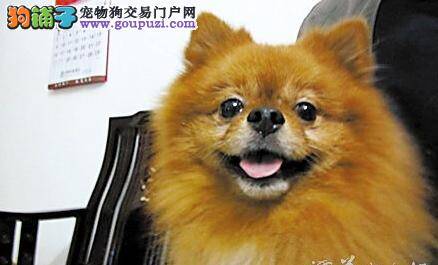 寻找走失爱犬主人愿悬赏8000