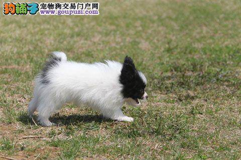 购买爱犬时怎样能判断出蝴蝶犬是否健康