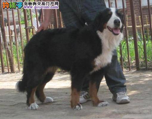 伯恩山犬身上有异味是怎么回事 求原因