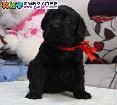 拉布拉多犬得了螨虫一直不好怎么办