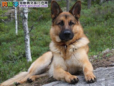 德国牧羊犬的肢体与被毛的特点简介