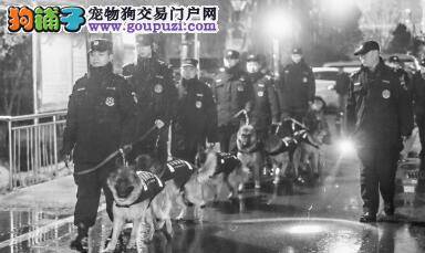 夜巡警犬守卫城市安全 震慑作用非常强大