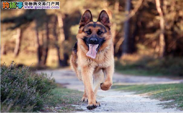德国牧羊犬的训练技巧