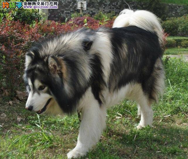 阿拉斯加犬的常见疾病