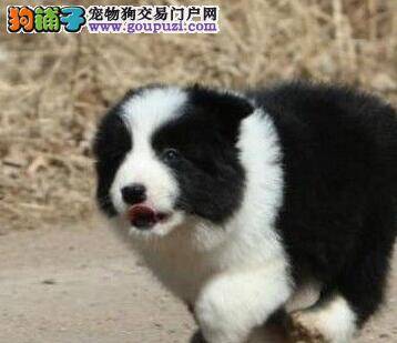 边境牧羊犬最近拉稀很严重吃什么药好