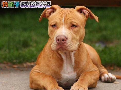 医疗一本通 比特犬拉血的原因及治疗方法