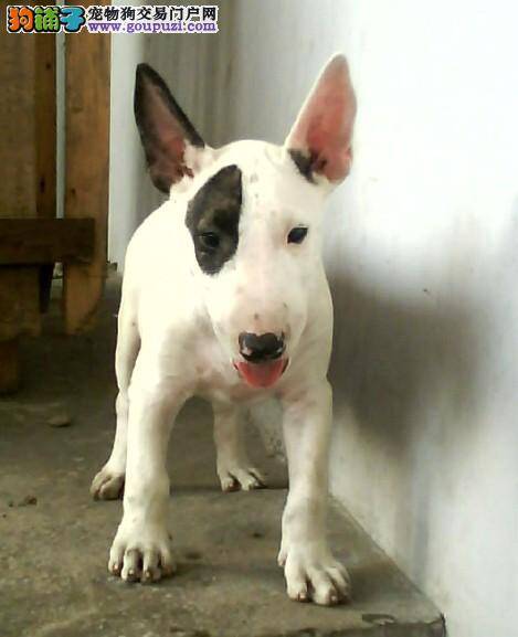 牛头梗最近大量的掉毛是怎么回事