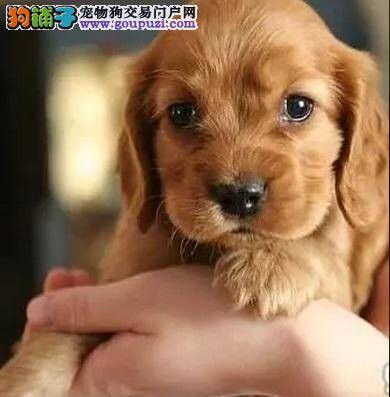 可卡犬不挑食三方法，挑嘴坏习惯OUT！