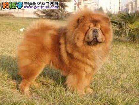 30分钟彻底护理法 护理松狮犬毛发的三个方面