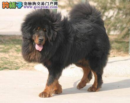 营造快乐遛狗时光 带藏獒做好最基本的运动