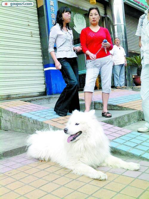 流浪狗儿有点名贵这个老板想冒领