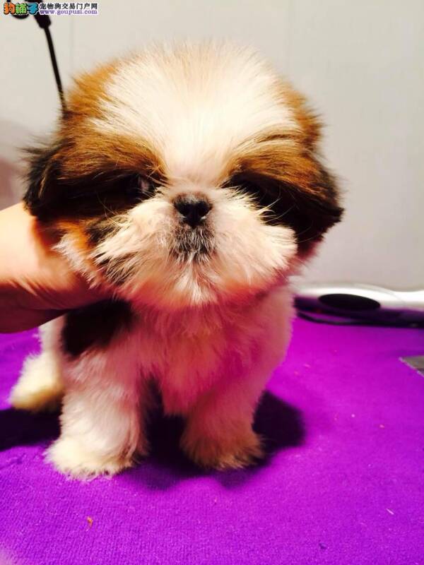 西施犬刚检查出细小怎么治疗