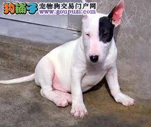 牛头梗患上皮肤病，全身很痒应怎么办