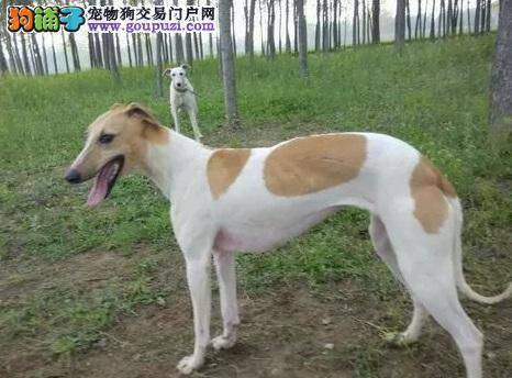 格力犬攻击人的行为纠正