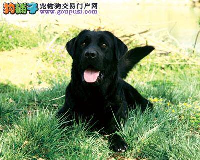 看了这个保证你买到最棒的拉布拉多犬