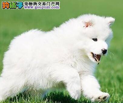 萨摩耶吃得太多可以这样办