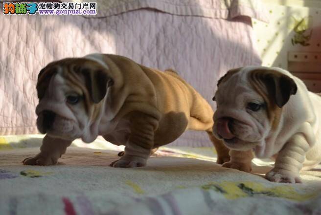 斗牛犬最近呕吐，精神不振怎么办