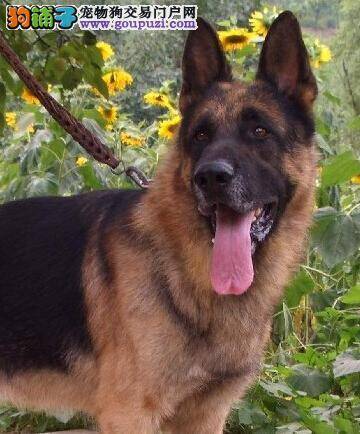 狼狗洗脸期间应注意哪些事项