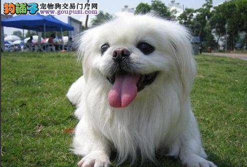 生活小建议 购买京巴犬须得到家人的同意
