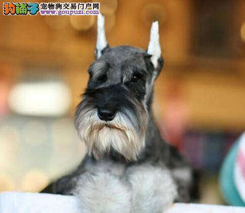 两个半月的雪纳瑞感冒吃什么药好