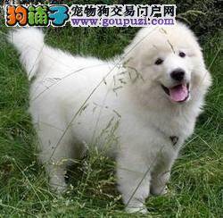 大白熊犬的训练原则分析