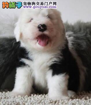 怎样照顾好两个月大的古代牧羊犬