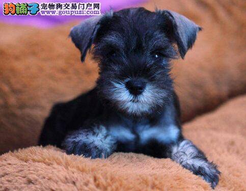 雪纳瑞背部皮肤发黑掉毛是什么毛病