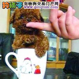 茶杯泰迪犬亮相合肥宠物市场