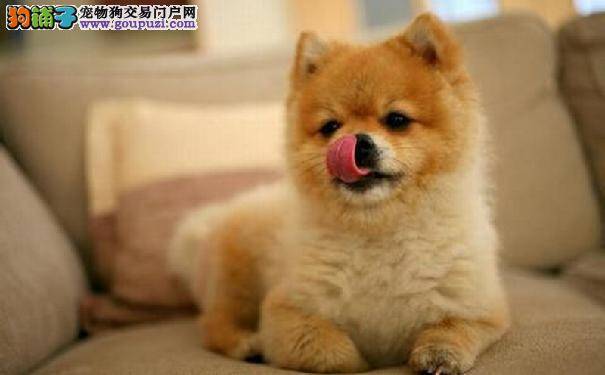 秋田犬爱咬卫生纸，要小心肠道阻塞！