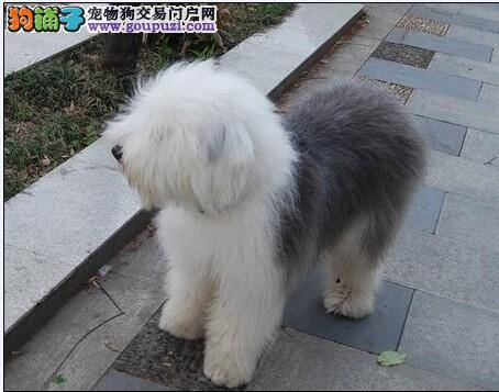 古代牧羊犬有点拉稀，求解答