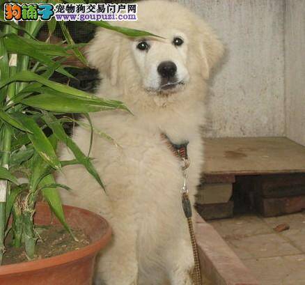 调教训练 关于饲养训练大白熊犬的知识分析