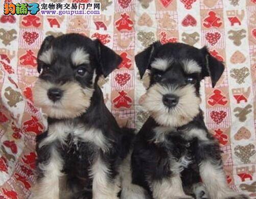 雪纳瑞生病，没精神吃的很少没事吧