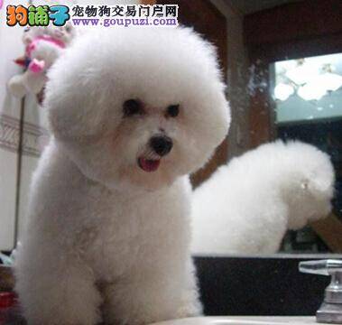 我想有个家 给比熊犬选狗窝要注意的方法