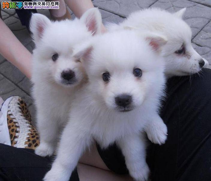 判断银狐犬优劣的基本标准