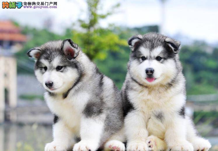 阿拉斯加雪橇犬的毛发护理