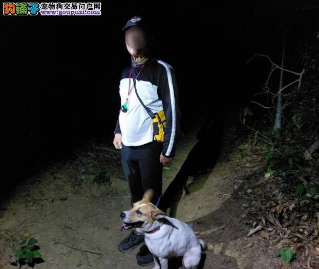 老翁带忠犬登山迷路，狗叫声救回一命