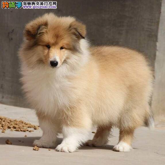 如何判断苏格兰牧羊犬好不好