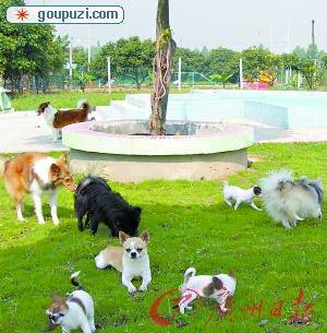 广州限狗令临近超过70厘米的大型狗寄养增三成