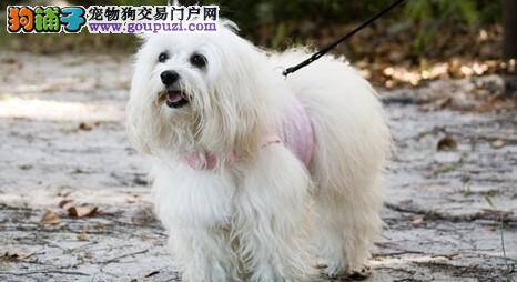 济南严厉打击违规养犬  违规饲养小型犬也将被罚款