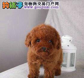 给它零食不如给它爱 给泰迪犬零食吃有争议