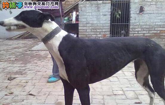 宠物安全宝典 饲养格力犬期间应做好哪些安全措施