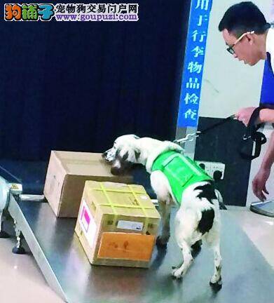 状元检疫犬上岗半月立奇功 查获五斤违禁品