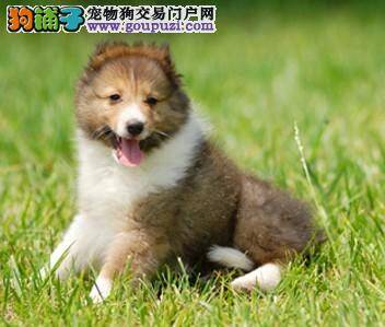 喜乐蒂犬总是随地大小便，请问专家训练