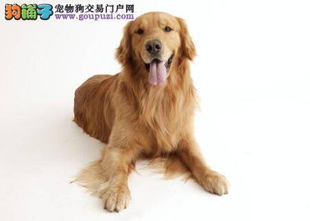 做好狗狗日常护理工作 分析金毛犬毛发粗糙的原因