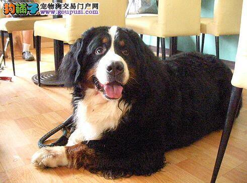 伯恩山犬食粪便怎么改善