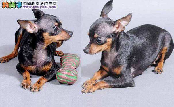 如何选购小鹿犬 小鹿犬的挑选方法