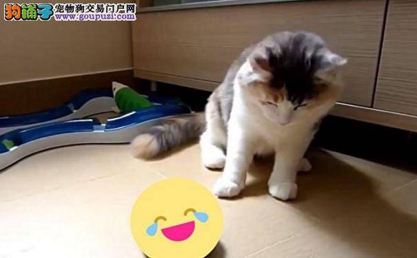 猫味褪散！这5种气味让猫咪不敢再靠近