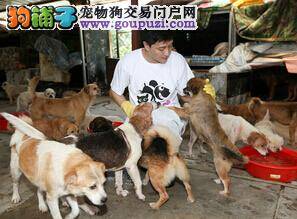 哈市推出办理犬证流程 八个网店均可给狗狗办理证书